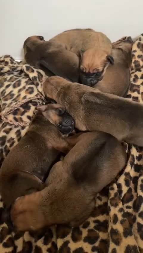Rhodesian Ridgeback dogs for sale: Pedigree Ridgeback Puppies - READY FOR VIEWING in Scunthorpe - Video 3