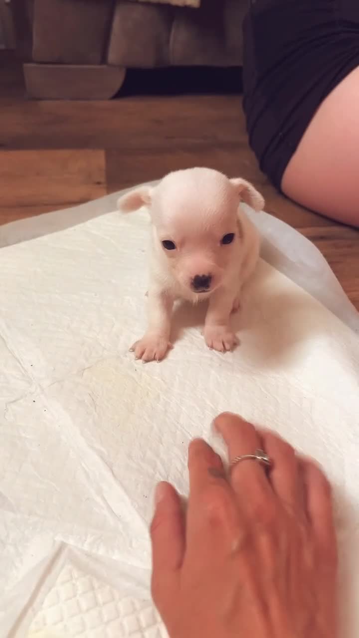 Mixed Breed dogs for sale: Beautiful jackawawas  - Video 3