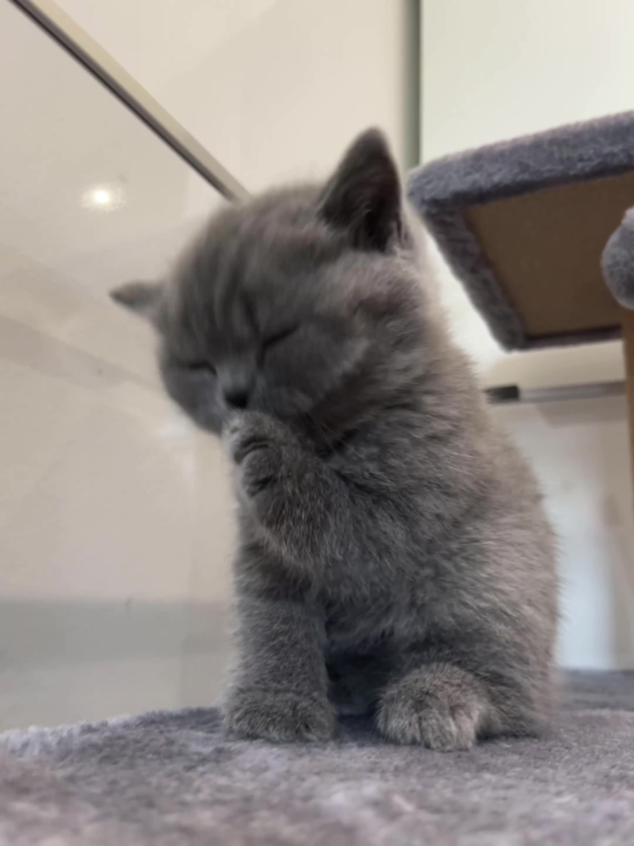 British Shorthair cats for sale: 💙GCCF BSH Kittens🩷 - Video 2