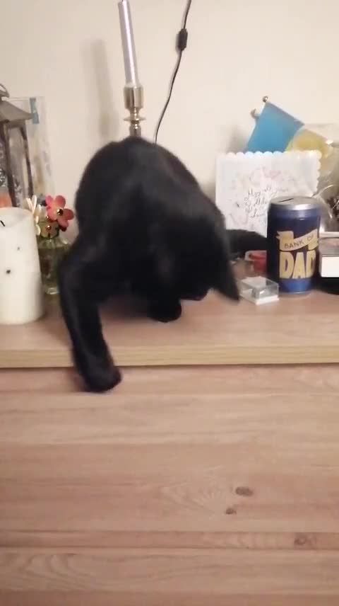 Mixed Breed cats for sale: Playful, Russian blue × British short hair  - Video 1