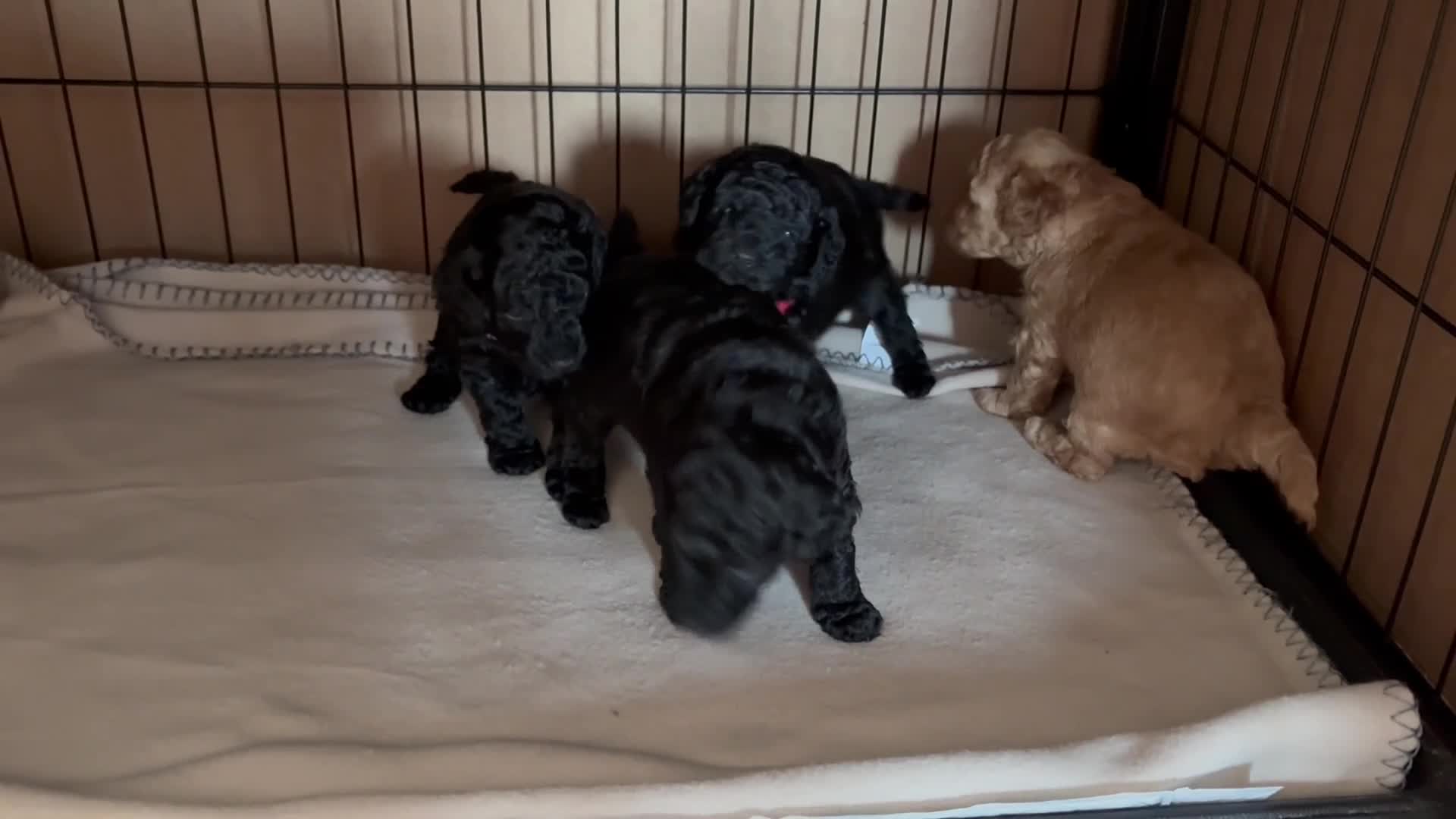 Toy Poodle dogs for sale: Beautiful Toy Poodles - Ready to reserve now - Video 1