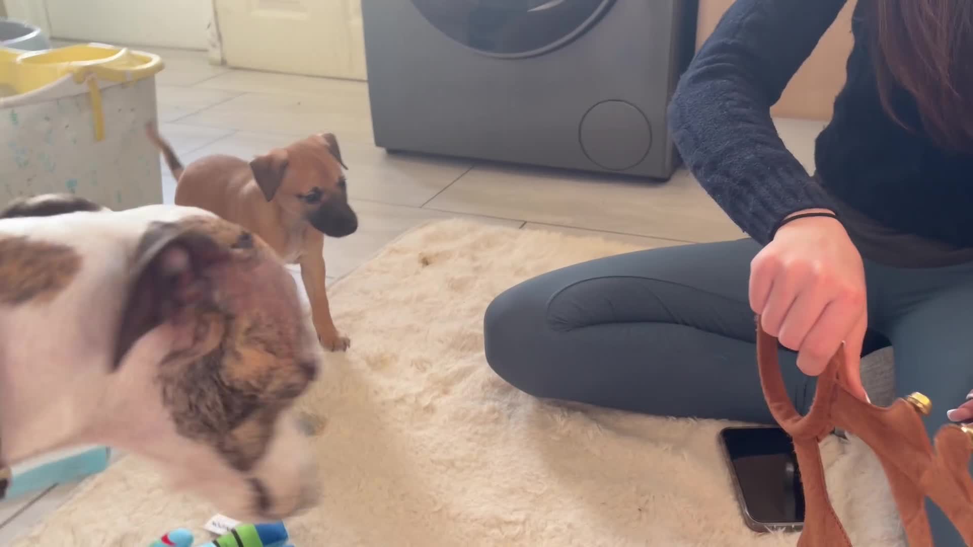 Whippet dogs for sale: 📣 Outstanding Show & Racing Lines - Video 4