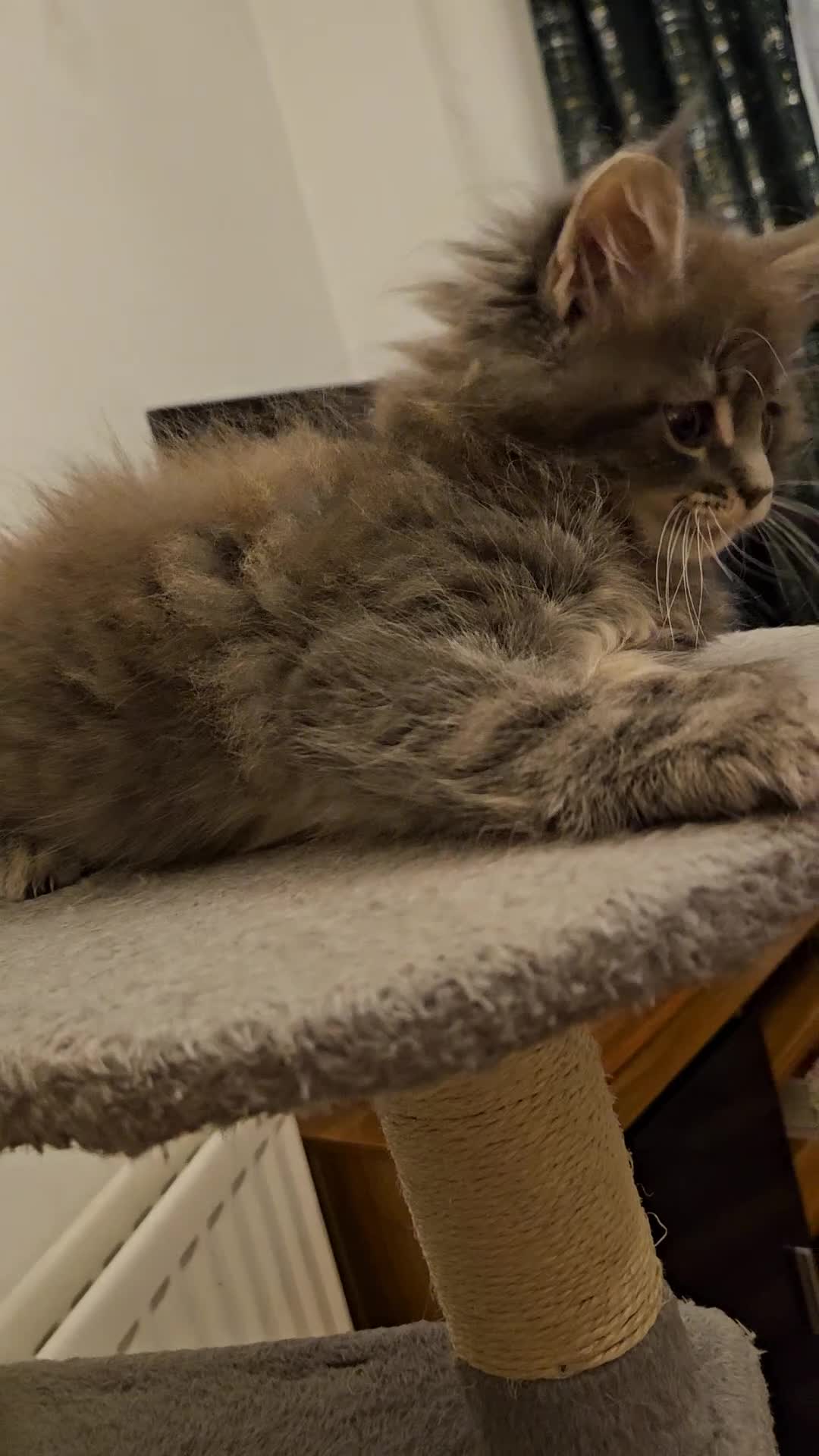 Maine Coon cats for sale: XL Russian main coons in Manchester - Video 3