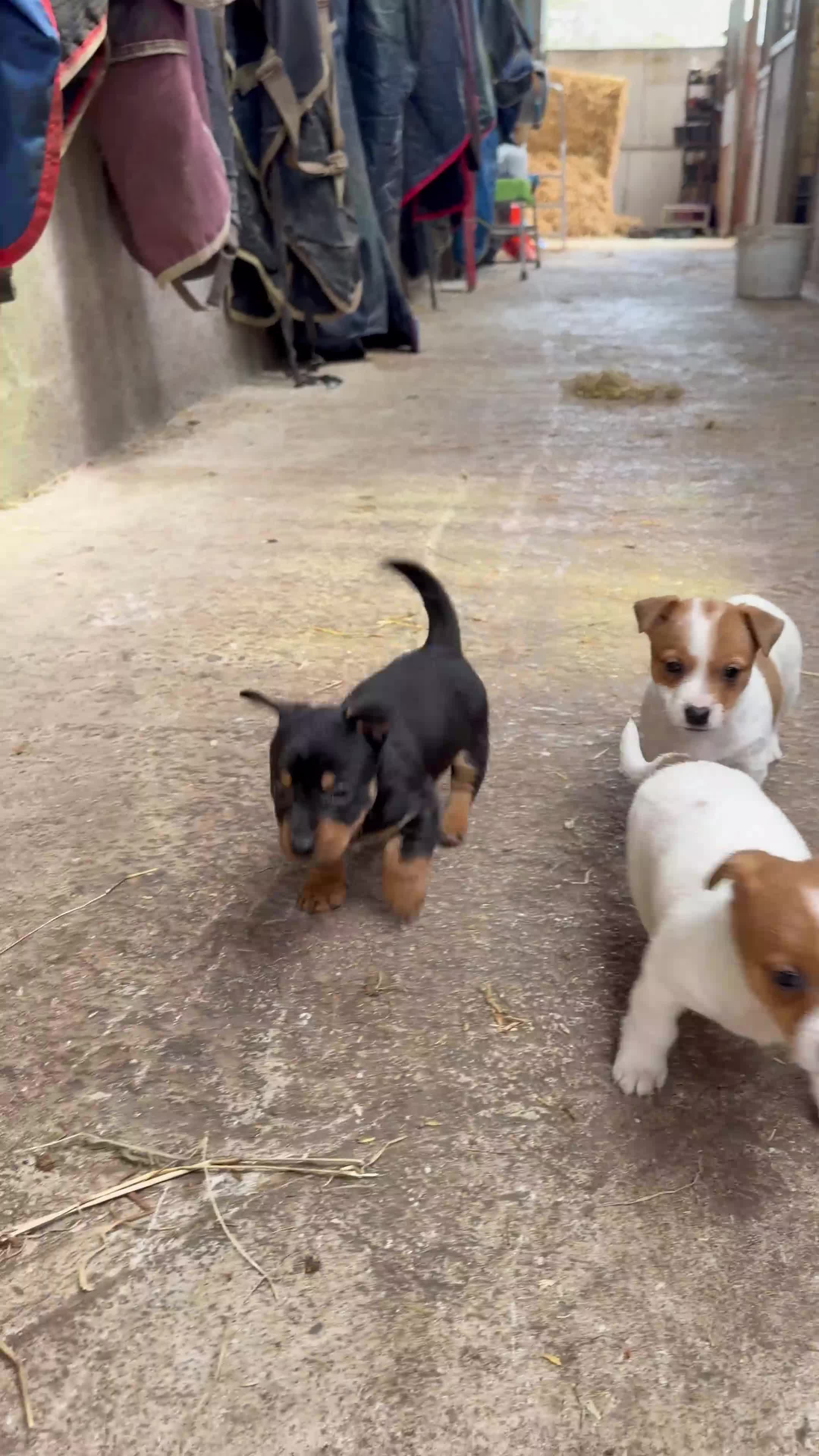 Jack Russell dogs for sale: LAST LITTLE GIRL LEFT WHITE AND TAN READY TO GO - Video 2