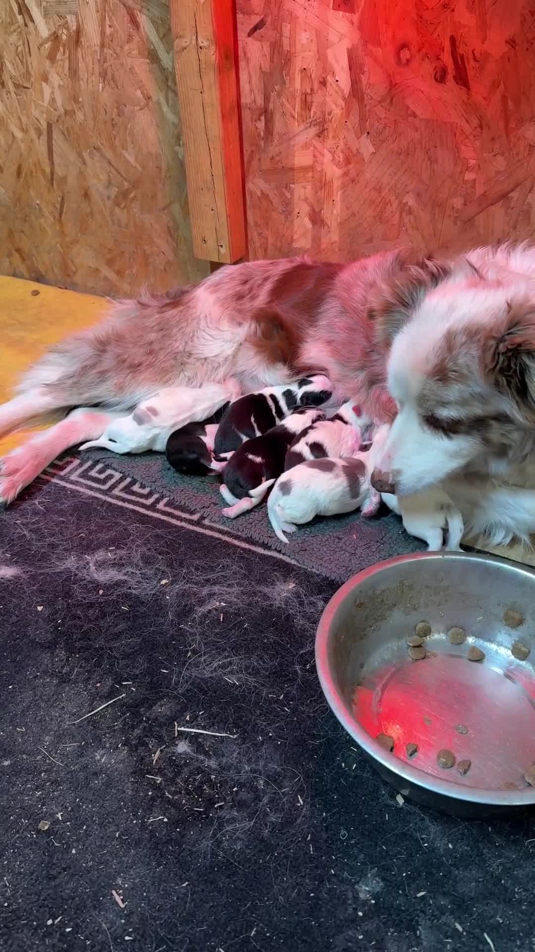 Border Collie dogs for sale: Red Merle and red- black and white border collies - Video 1