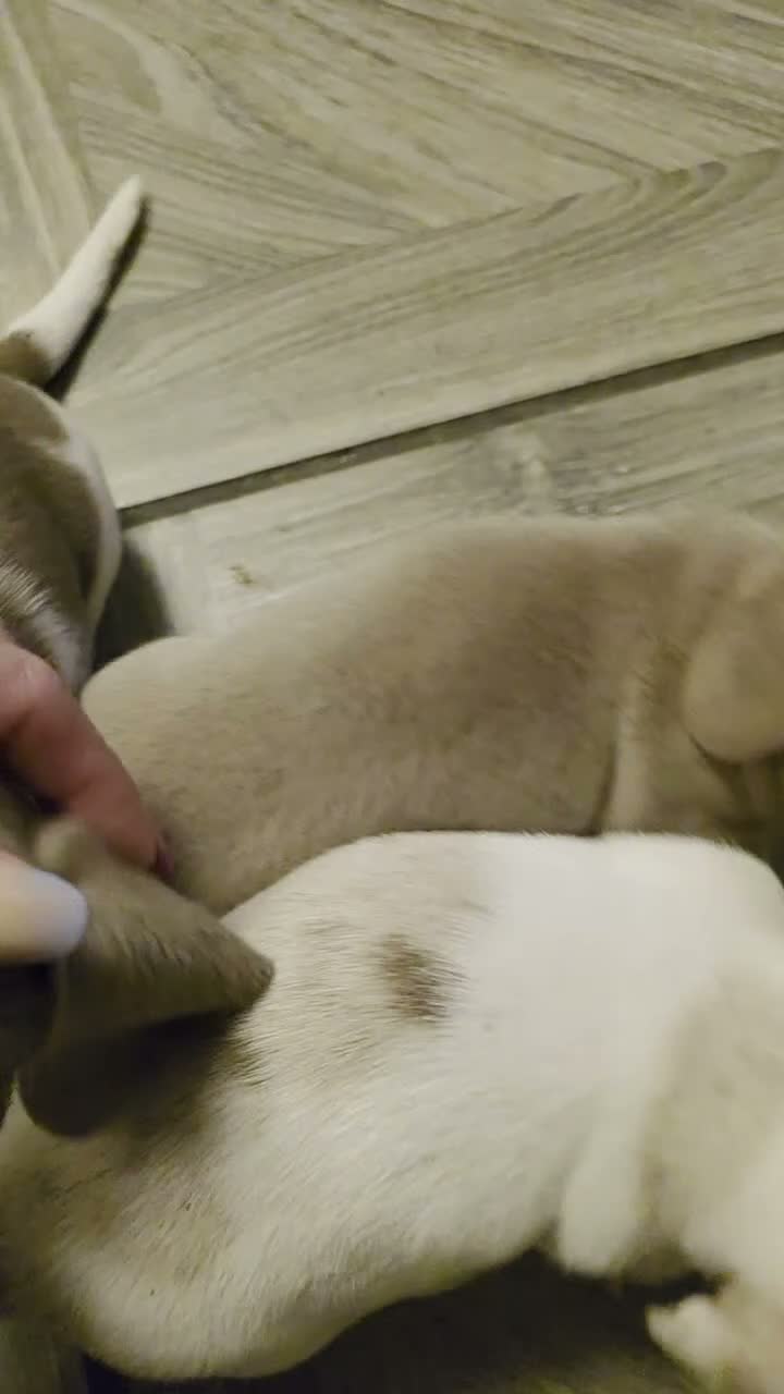Dachshund dogs for sale: Cheeky Mini daschunds babies - Video 5