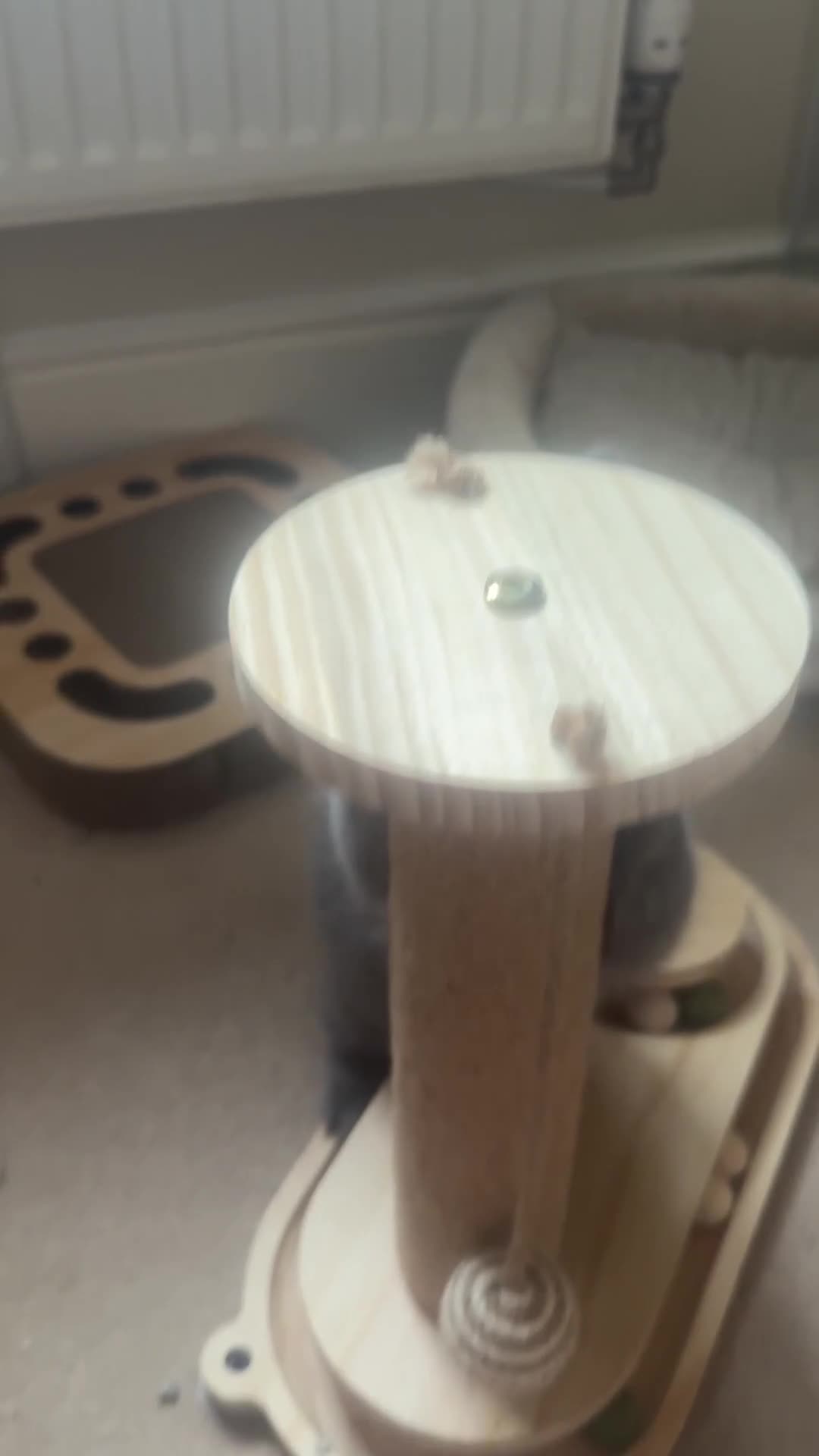 Scottish Fold cats for sale: Beautiful Scottish Fold Kittens 🐾 in Huntingdon - Video 1