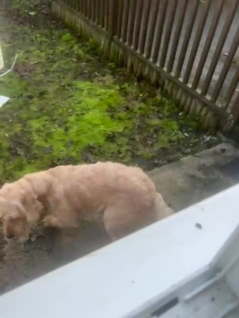 Labradoodle dogs for sale: Lola looking for a loving home - Video 1