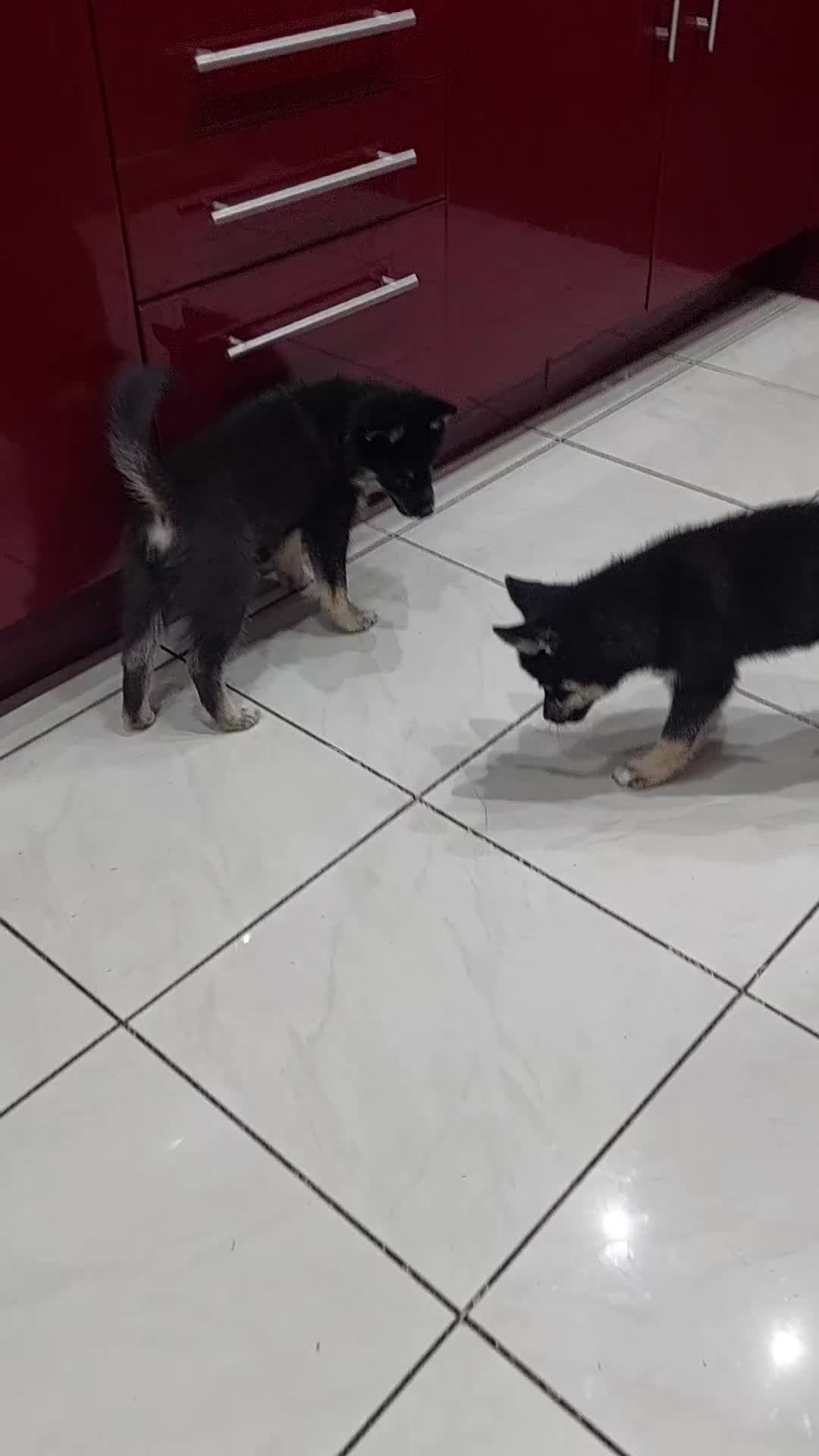 Pomsky dogs for sale: F3 pomsky puppy's for sale  - Video 2