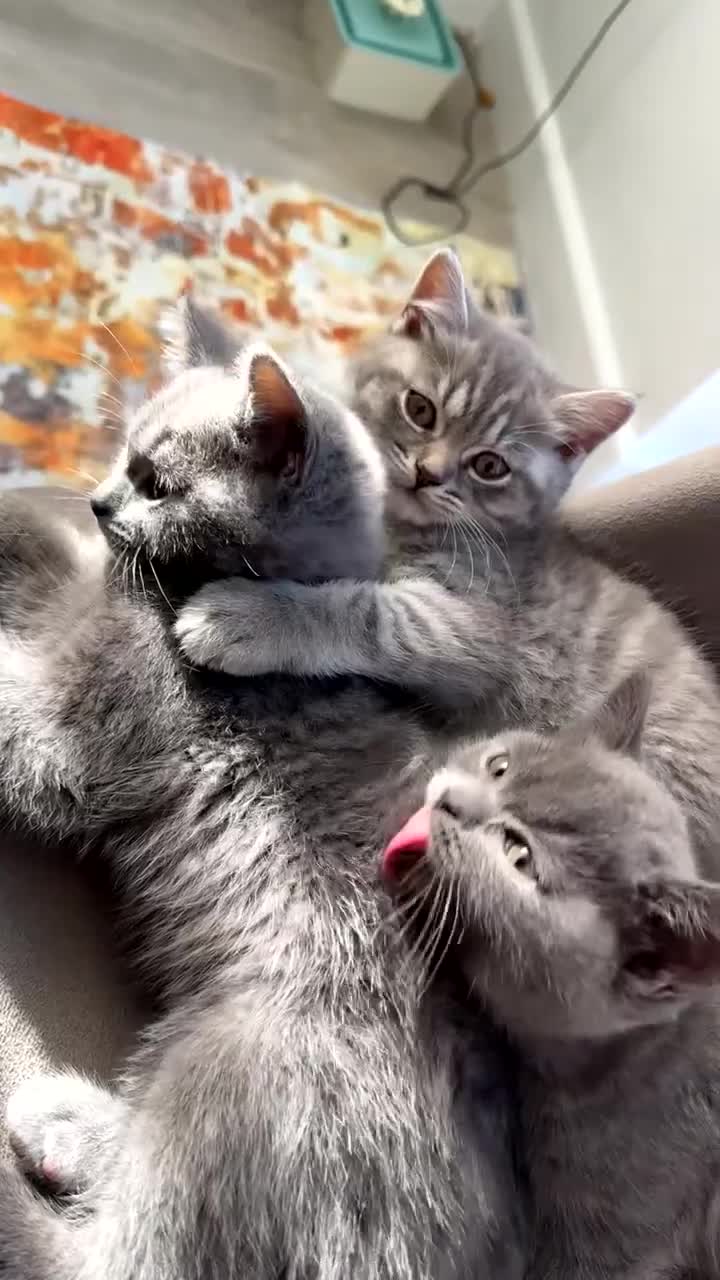 British Shorthair cats for sale: British shorthair kittens  - Video 2