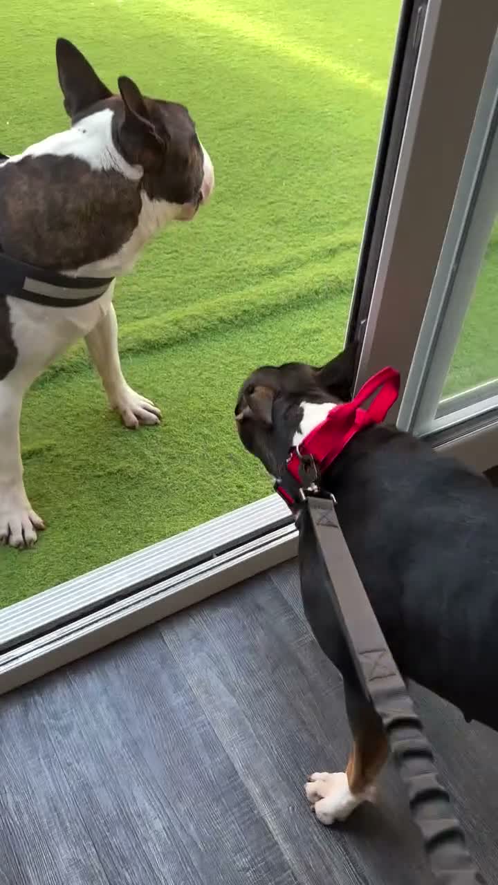 English Bull Terrier dogs for sale: UK Champion Bloodline Puppies Waiting List Open - Video 1