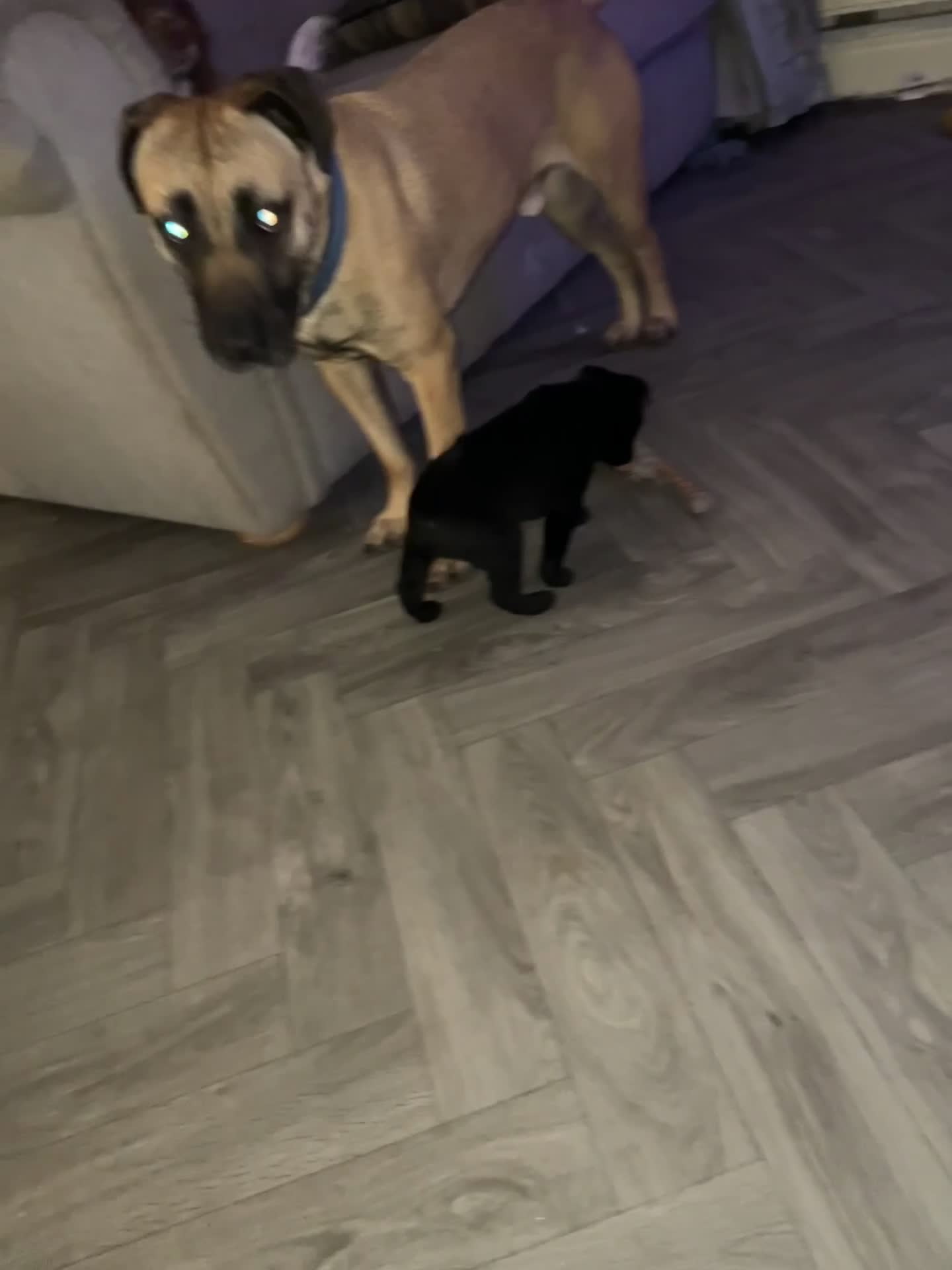 Belgian Shepherd Dog dogs for sale: MALI PUPPIES  - Video 3