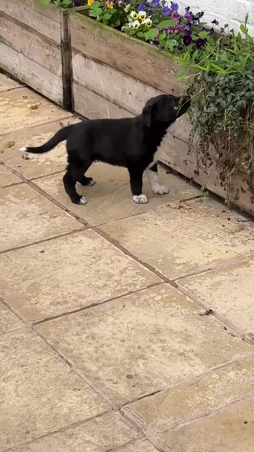 Mixed Breed dogs for sale: 3 fluffy Shollie German Shepard x Boarder Collie - Video 2