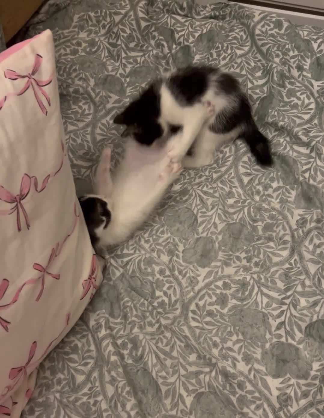 Mixed Breed cats for sale: Five kittens adorable for sale  - Video 1