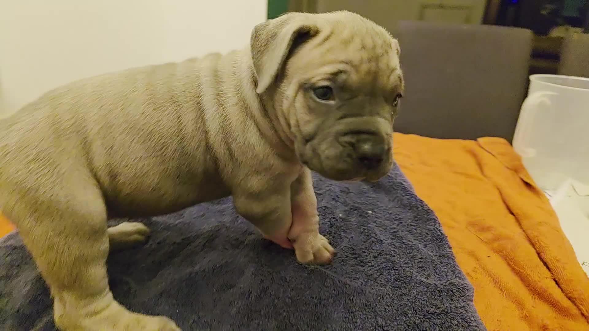 Boerboel dogs for sale: SABBS REGISTERED PARENTS  - Video 1