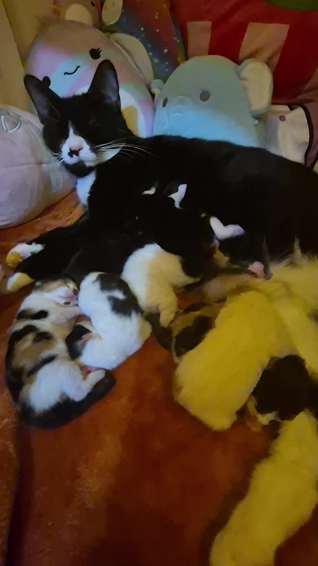 Mixed Breed cats for sale: Kittens for sale  - Video 1