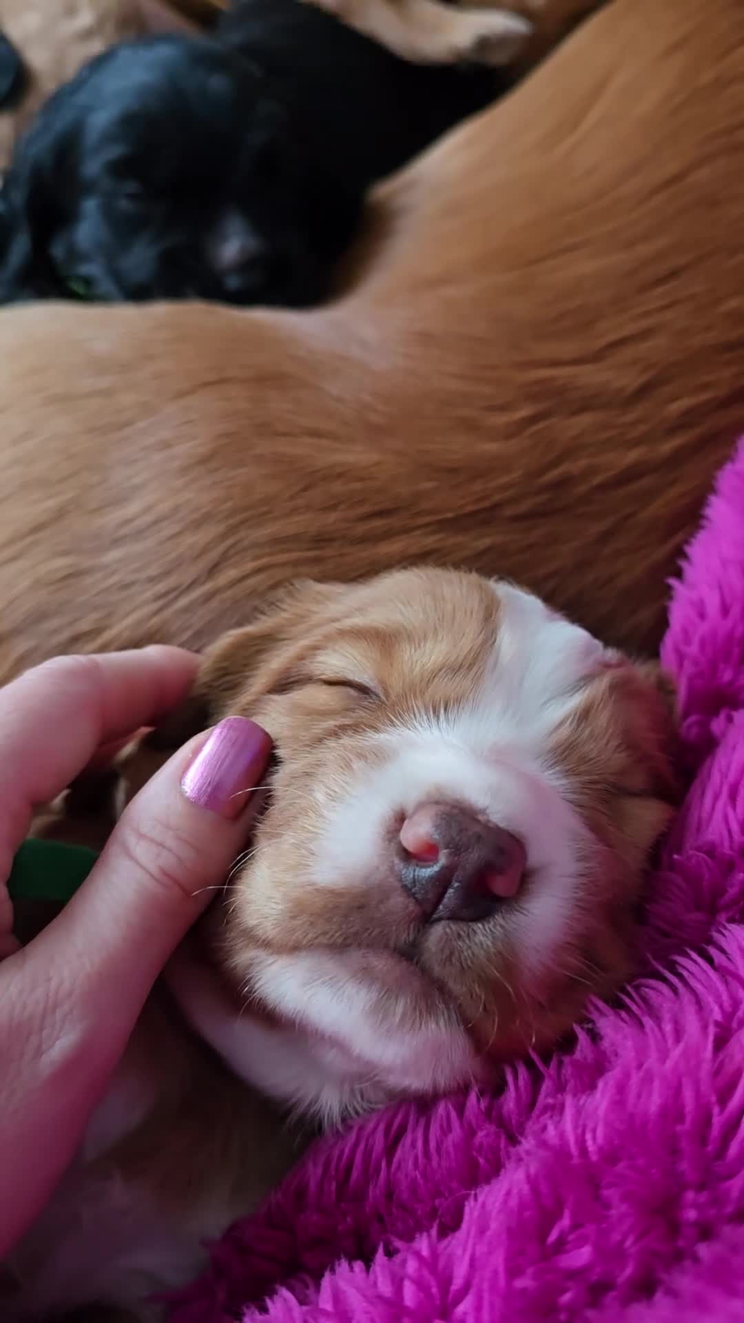 Cocker Spaniel dogs for sale: Working cocker spaniel males  - Video 1