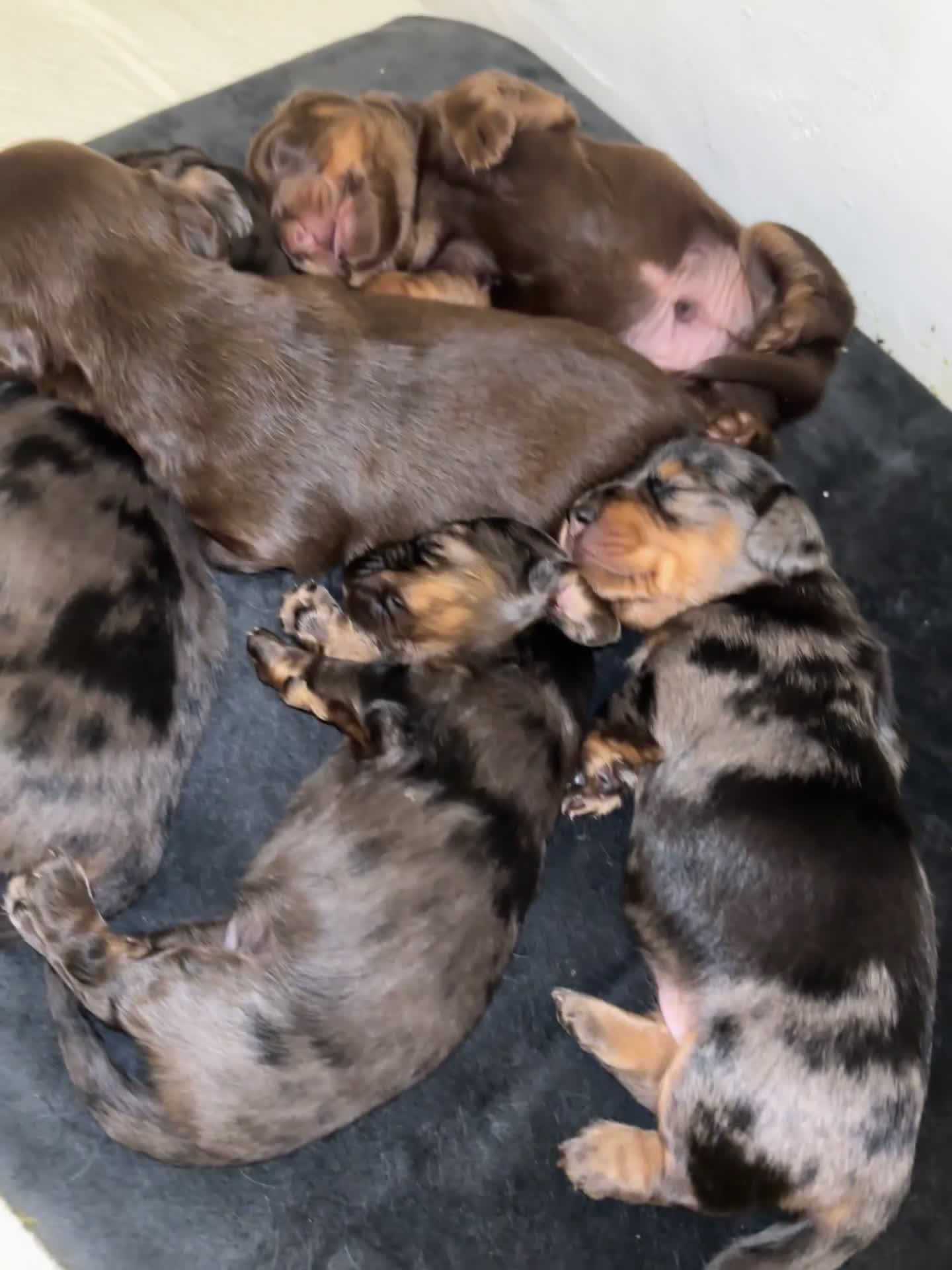 Miniature Dachshund dogs for sale: Stunning miniature Daschund litter kc reg  - Video 3