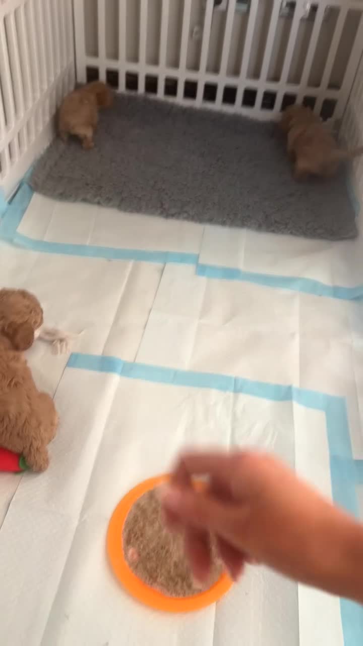 Cavapoo dogs for sale: Reduced to £1500 tiny boy ready on Tues 19th may - Video 2