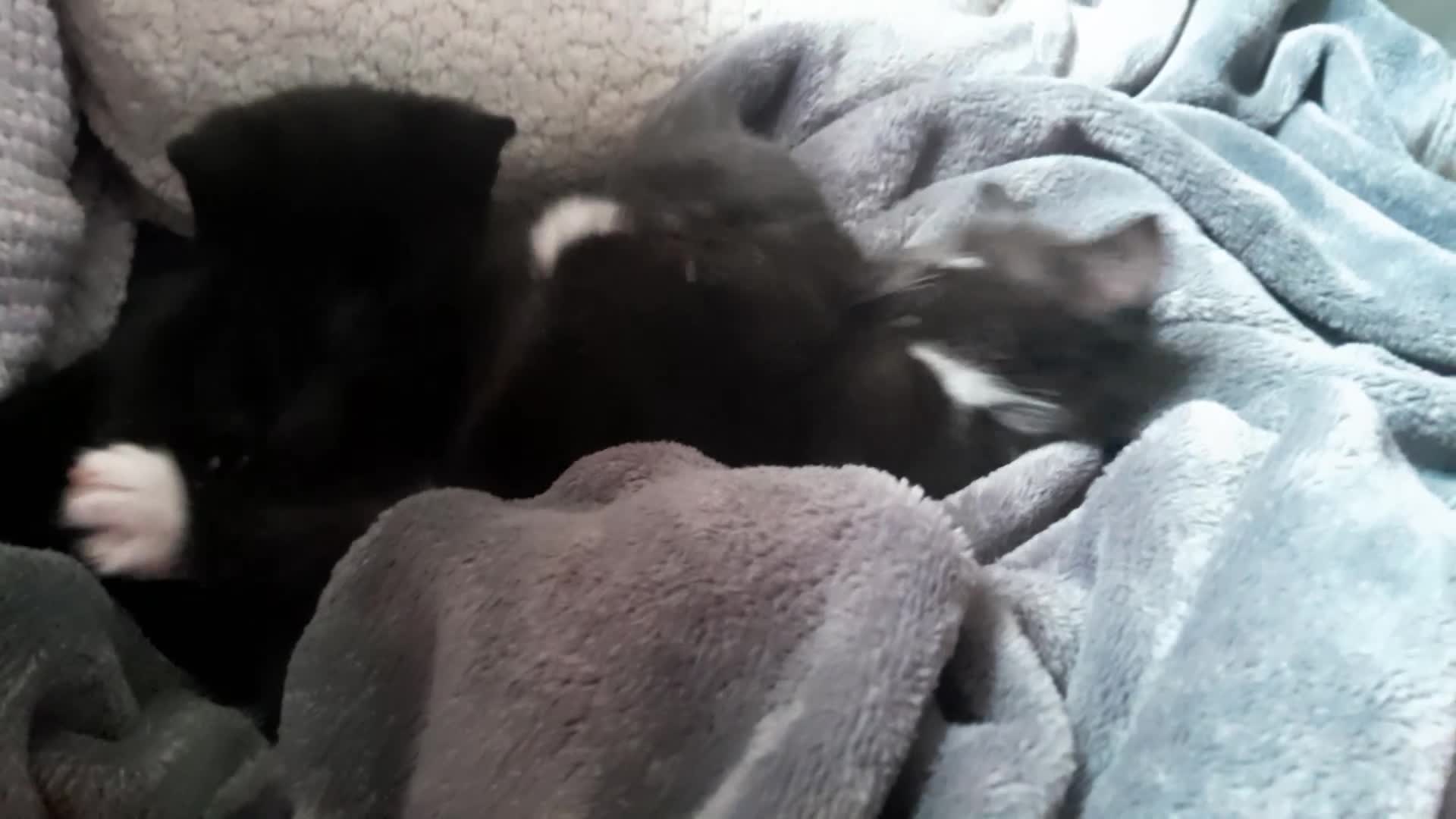 Mixed Breed cats for sale: 1 Beautiful Male Kitten 10weeks old. - Video 2
