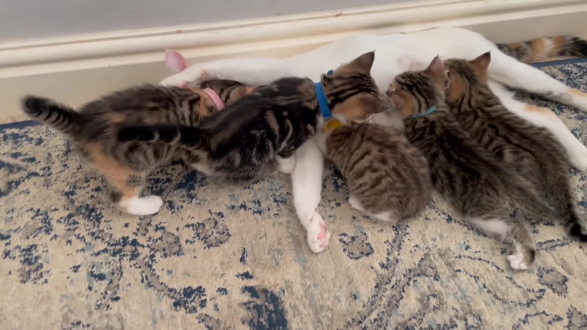 European cats for sale: Beautiful Tabby kittens  - Video 2