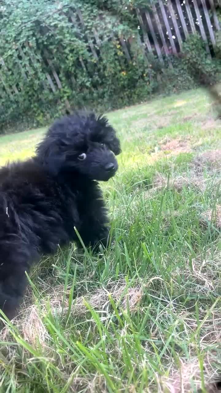Toy Poodle dogs for sale: Stunning Black Toy poodle full kc  - Video 1