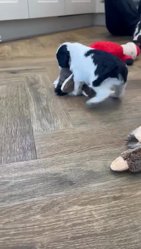 Cockapoo dogs for sale: Top quality cockapoo puppies DNA tested parents  - Video 3