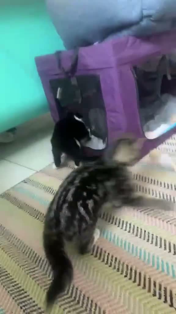 Mixed Breed cats for sale: Kittens ready for their homes - Video 1