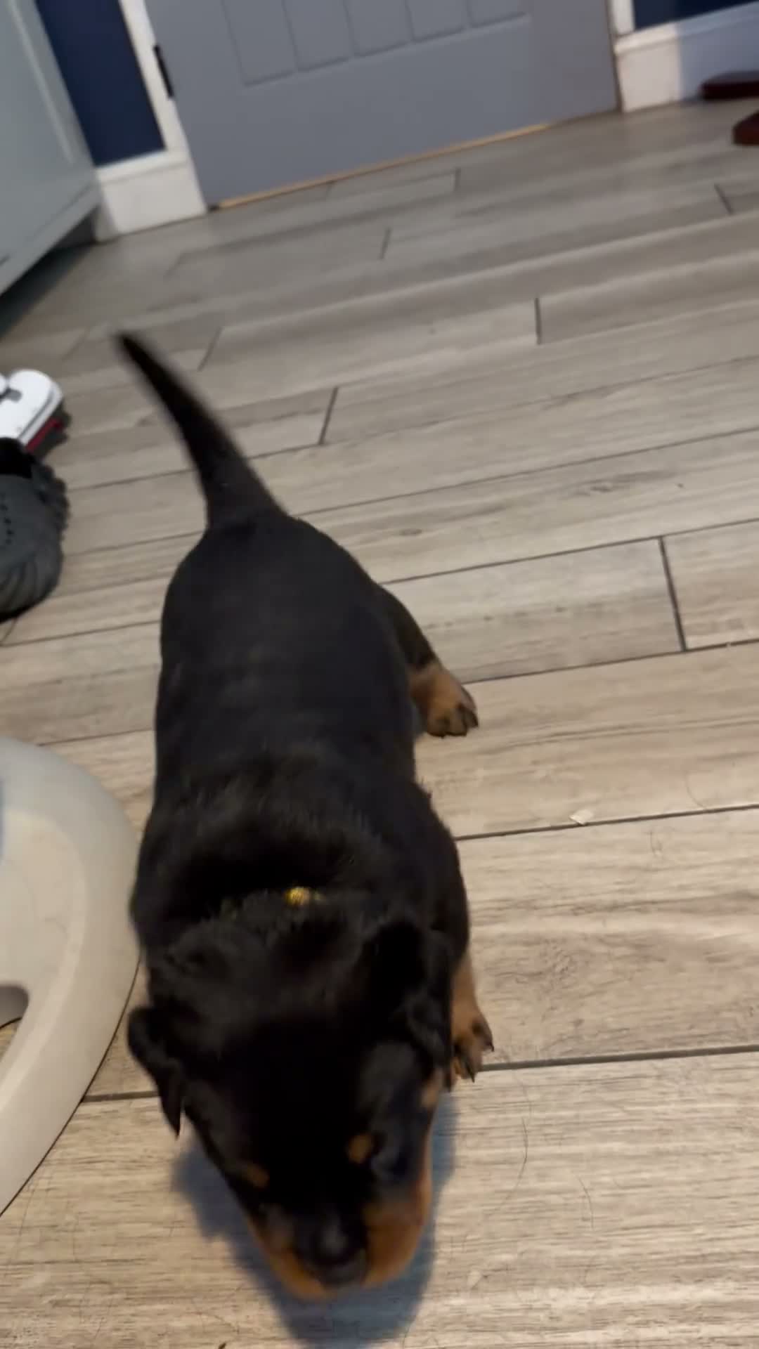 Rottweiler dogs for sale: STUNNING KC OLDER FEMALE FROM TK’s LINES - Video 2