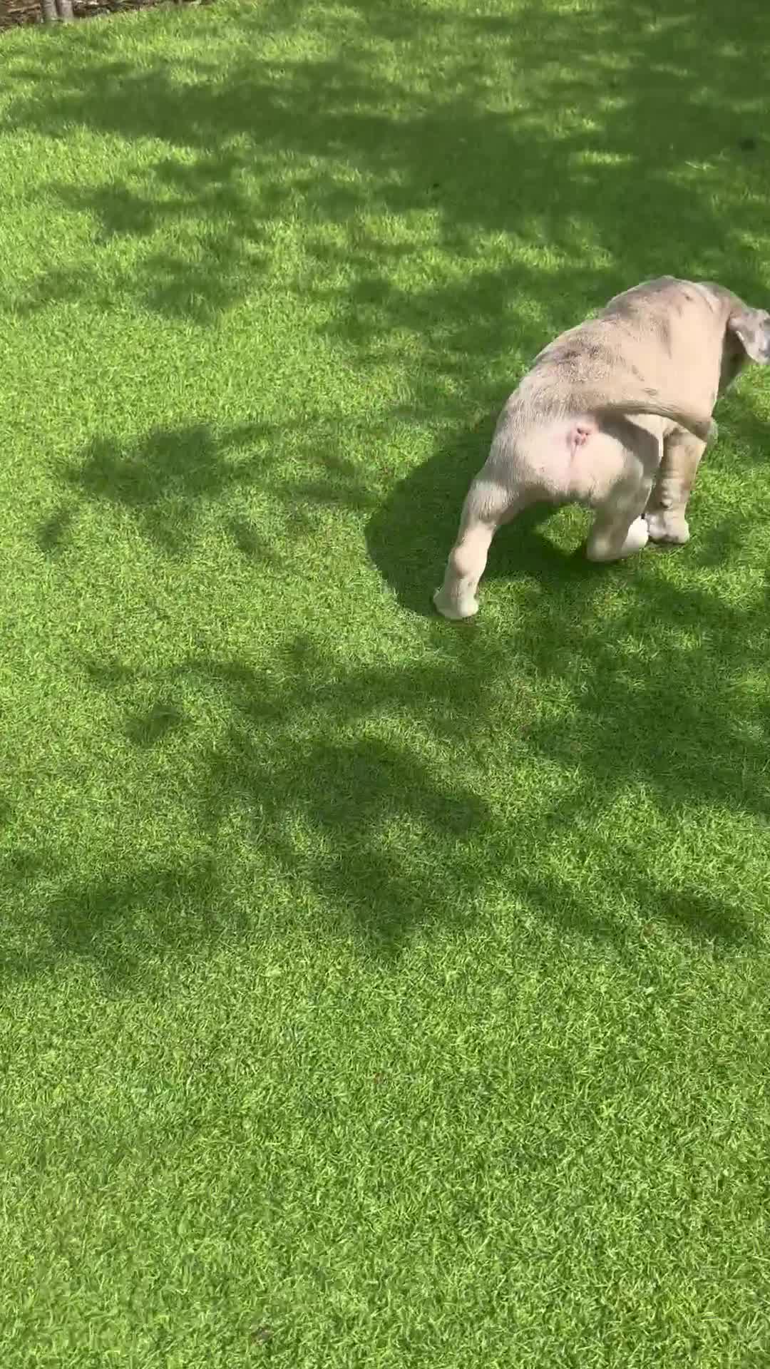 Mixed Breed dogs for sale: Staffordshire bull terrier x French bulldog Merle  - Video 2
