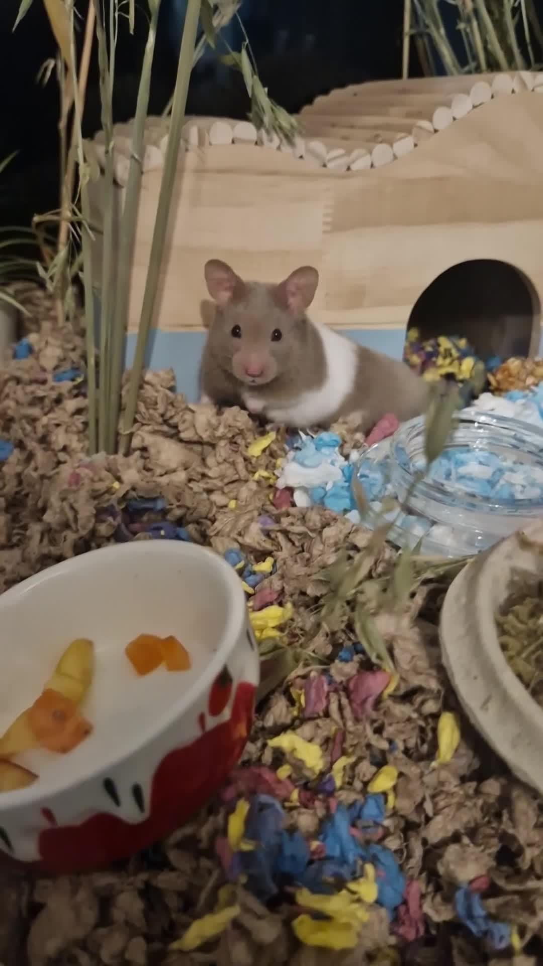 Hamster rodents for sale: Syrian male hamster with big enclosure - Video 1