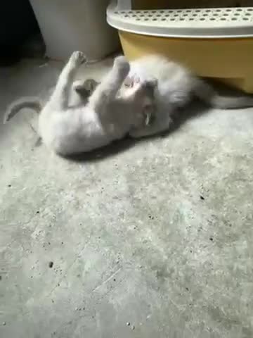 Ragdoll cats for sale: Adorable Pedigree Ragdoll Kittens  - Video 3