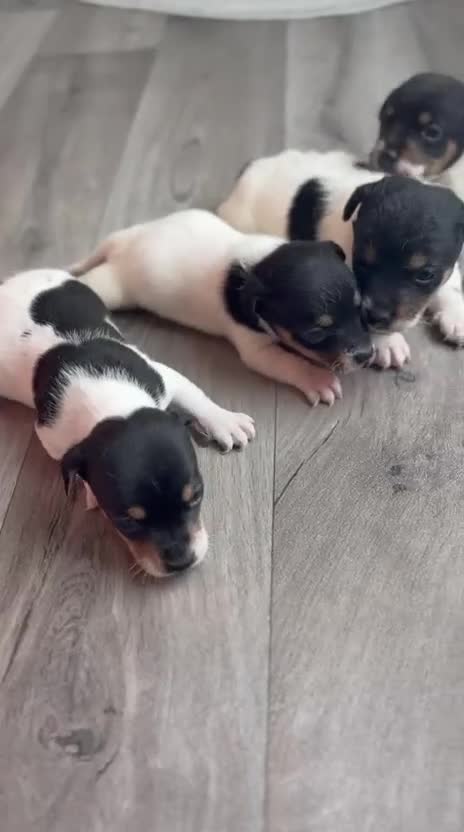 Jack Russell dogs for sale: 🐶 4 Adorable Jack Russel Puppies🐶 - Video 1