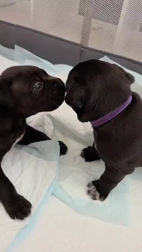 Cane Corso dogs for sale: Healthy, Chunky Cane Corso pups 3 weeks old in Stroud - Video 2