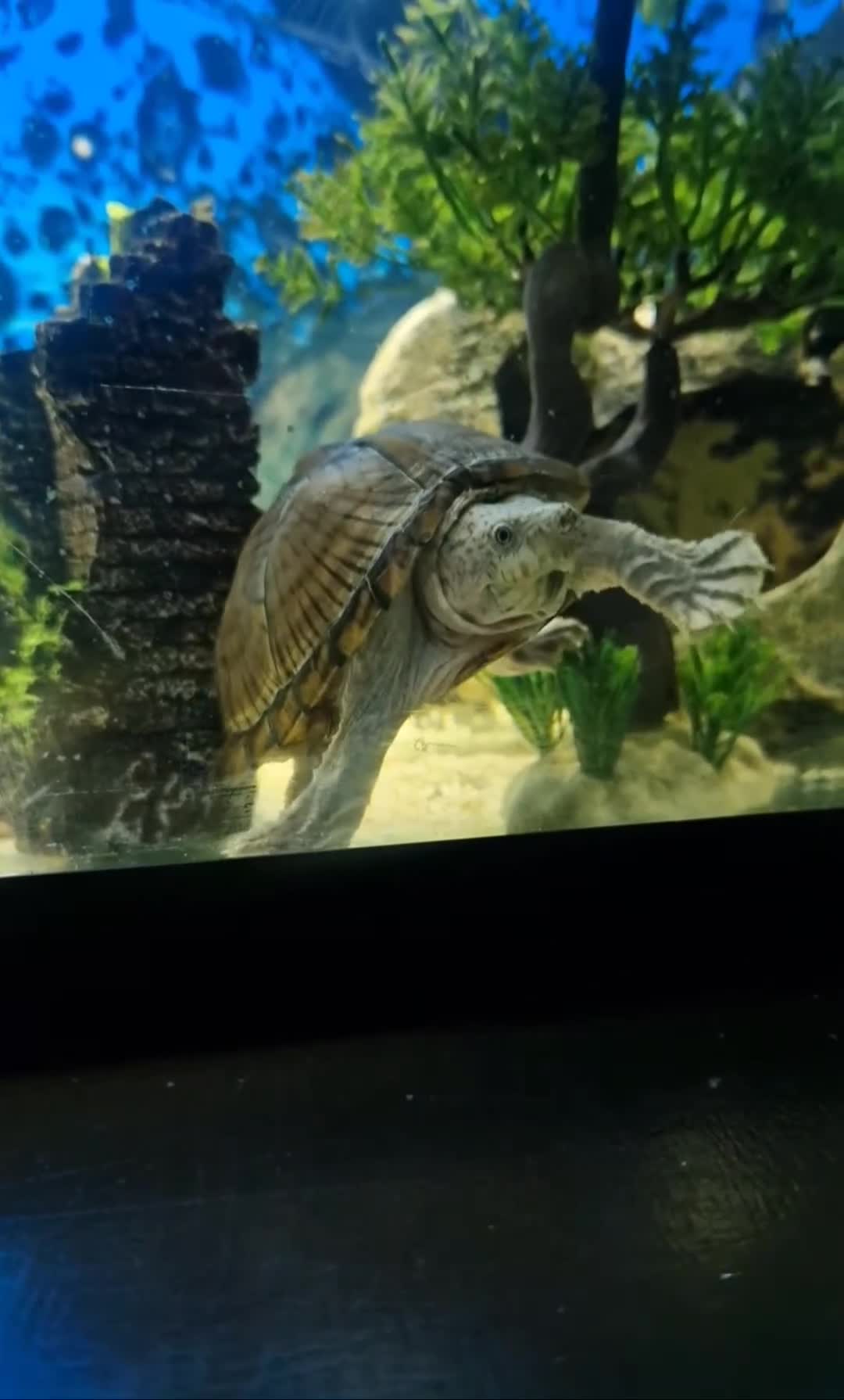 Turtle reptiles for sale: Razorbacked Musk Turtle  in Bradford - Video 2