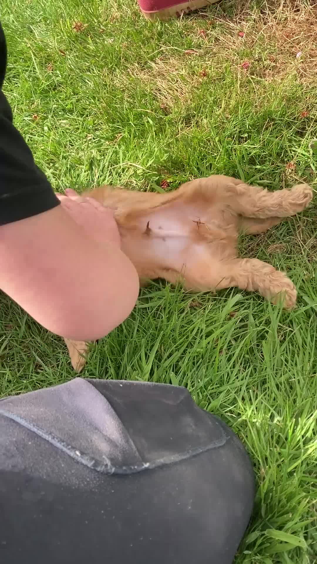 Cockapoo dogs for sale: Apricot F1 Cockapoos from Show Type Cockerspaniel  - Video 2