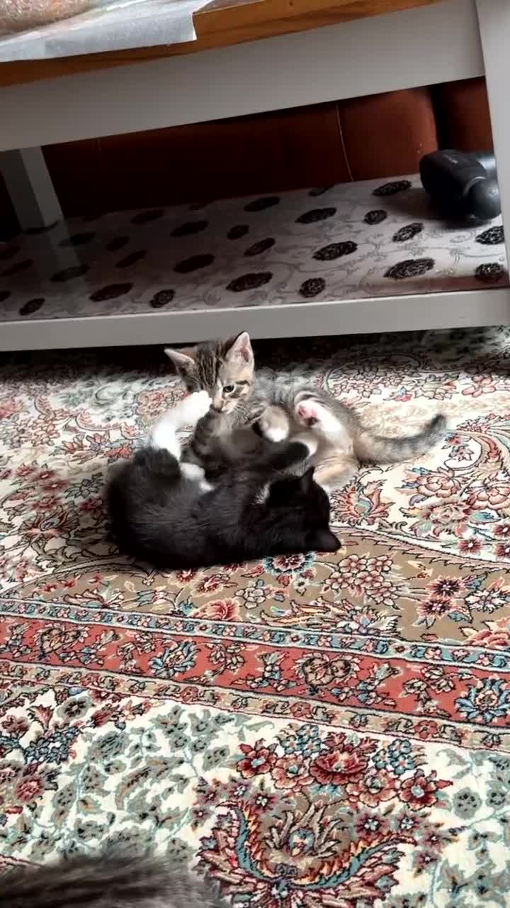 Bengal cats for sale: Bengal babies looking for a new home - Video 4