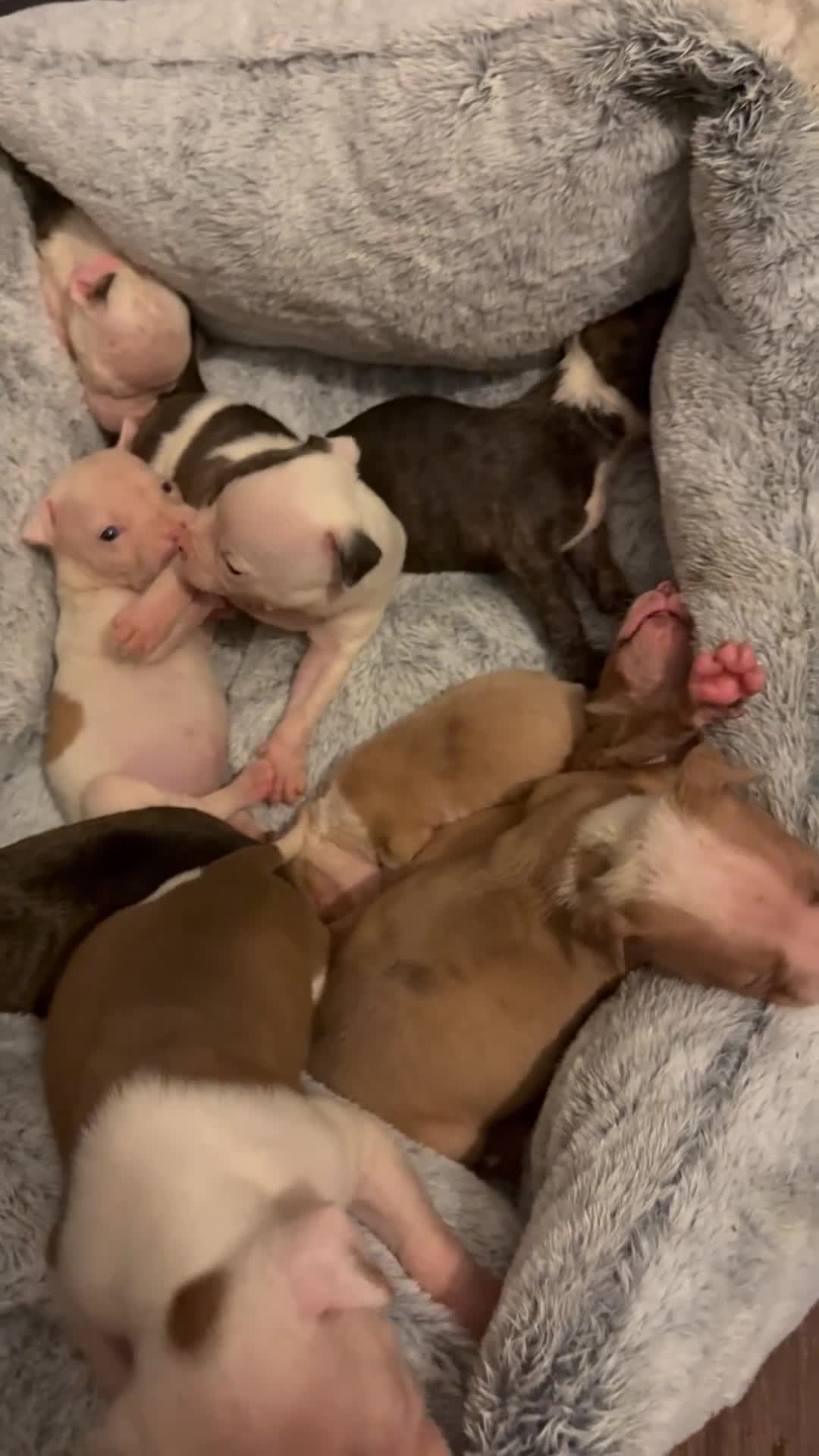 American Bulldog dogs for sale: American bulldog - Video 1