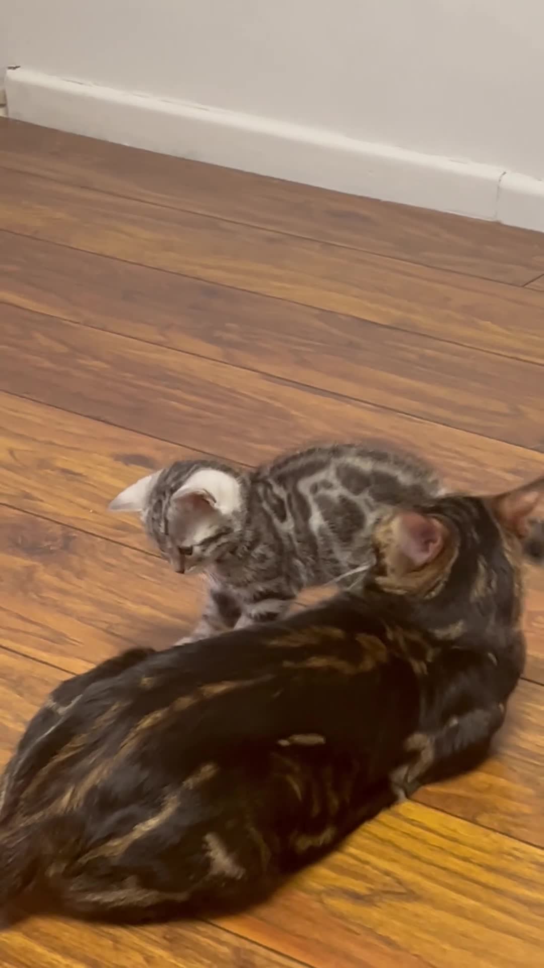 Bengal cats for sale: Bengal kittens  - Video 1