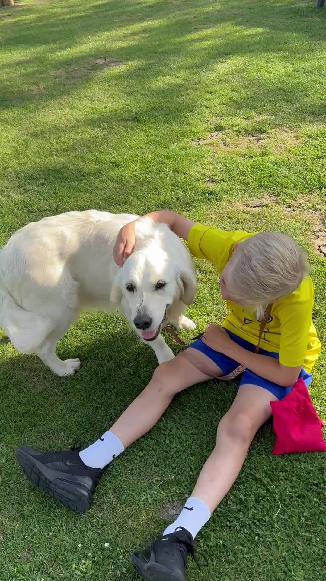 Golden Retriever dogs for sale: Adorable English cream golden retriever  - Video 3