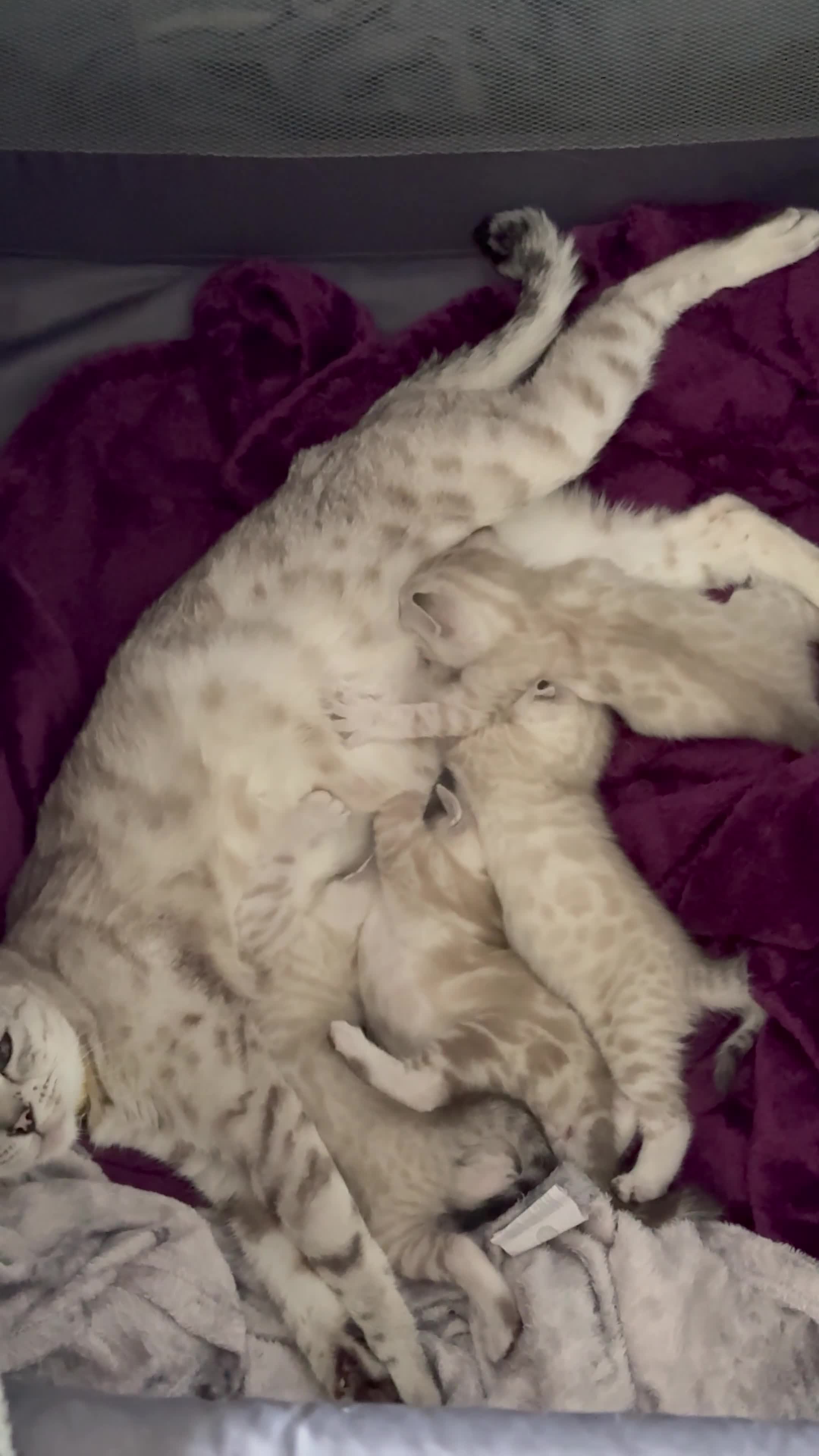 Bengal cats for sale: Pure bred Snow Bengal / Snow Leopard kittens - Video 1