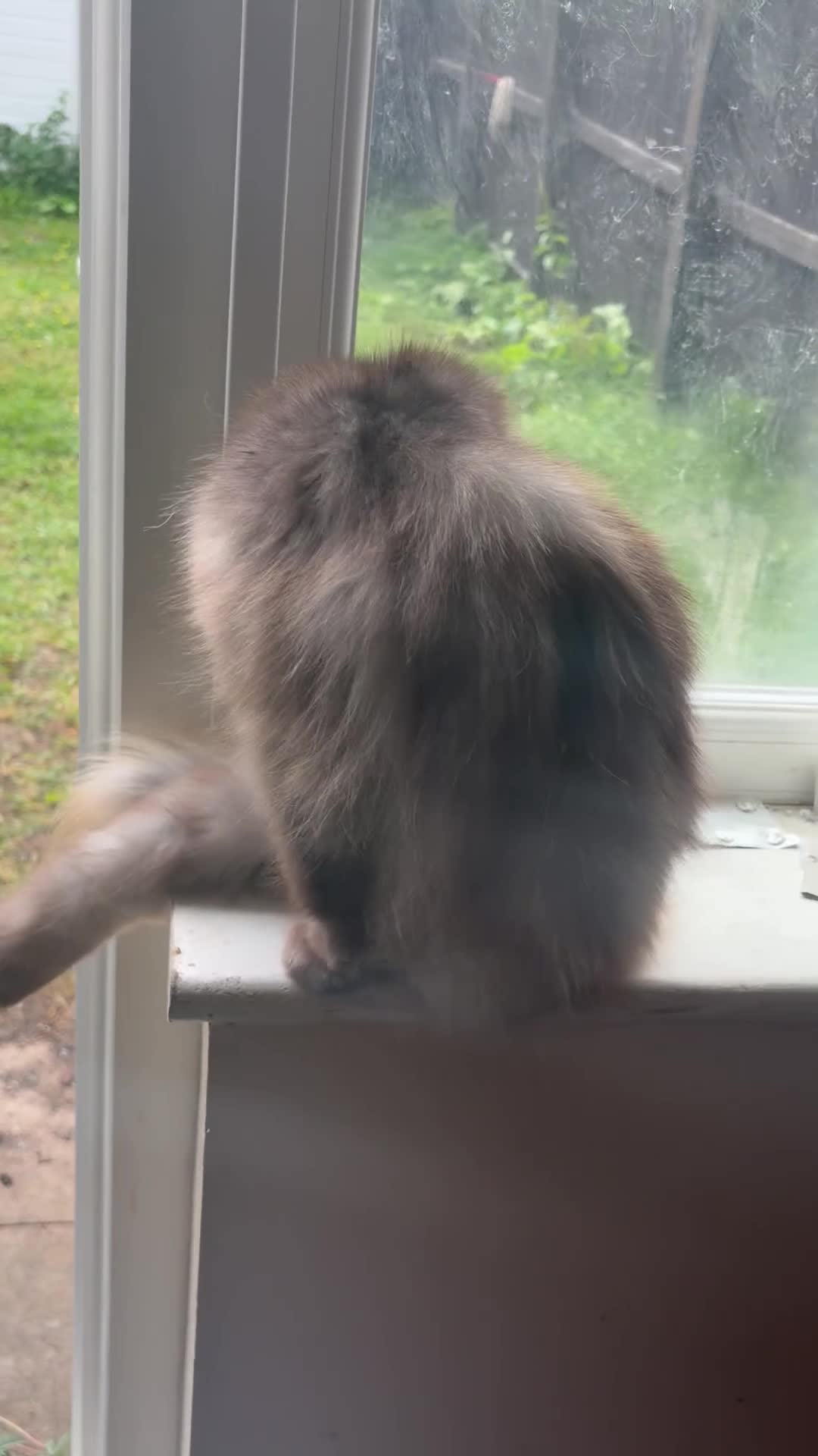 Persian cats for sale: Beautiful Half ragdoll and half Persian cat  - Video 1