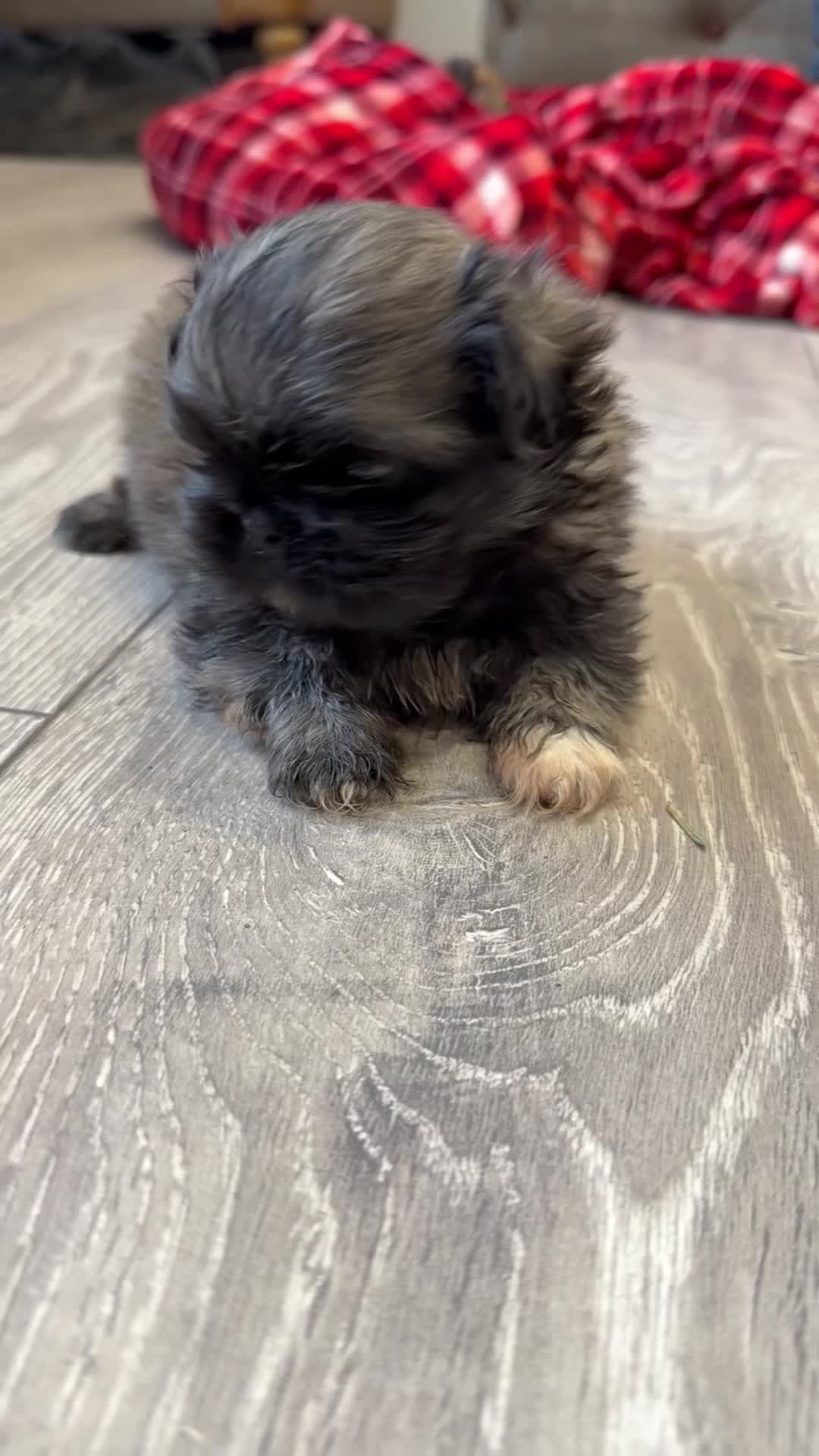 Pekingese dogs for sale: Kc Pekingese  - Video 4