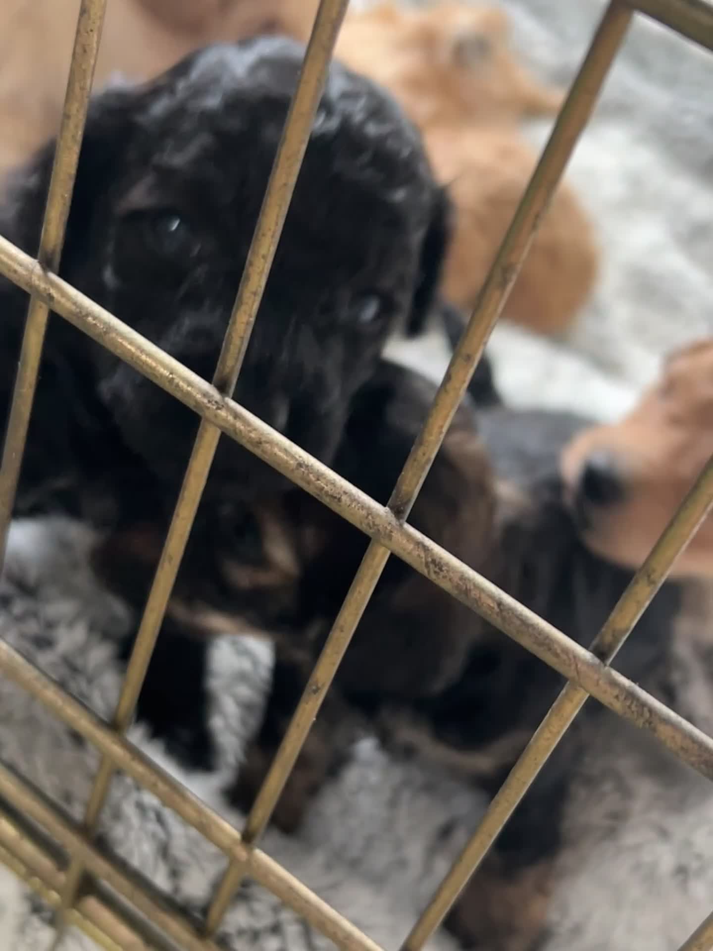 Poochon dogs for sale: Poochon puppies - Video 1