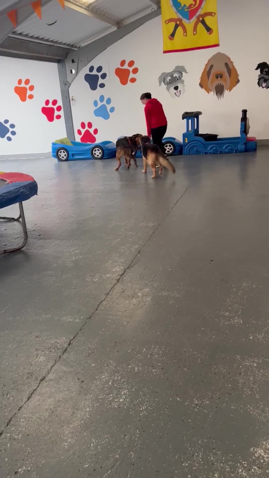 German Shepherd dogs for sale: Zena sadly for Sale - Video 2
