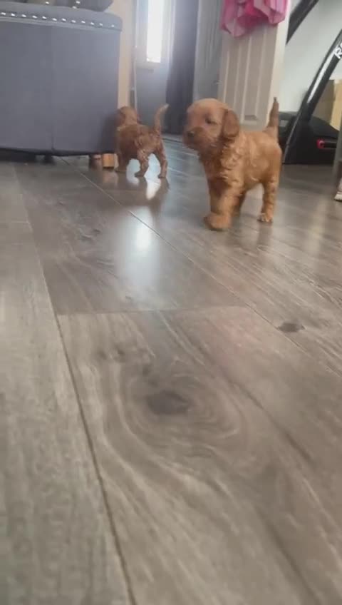 Cockapoo dogs for sale: F1b Cockapoo’s  - Video 1