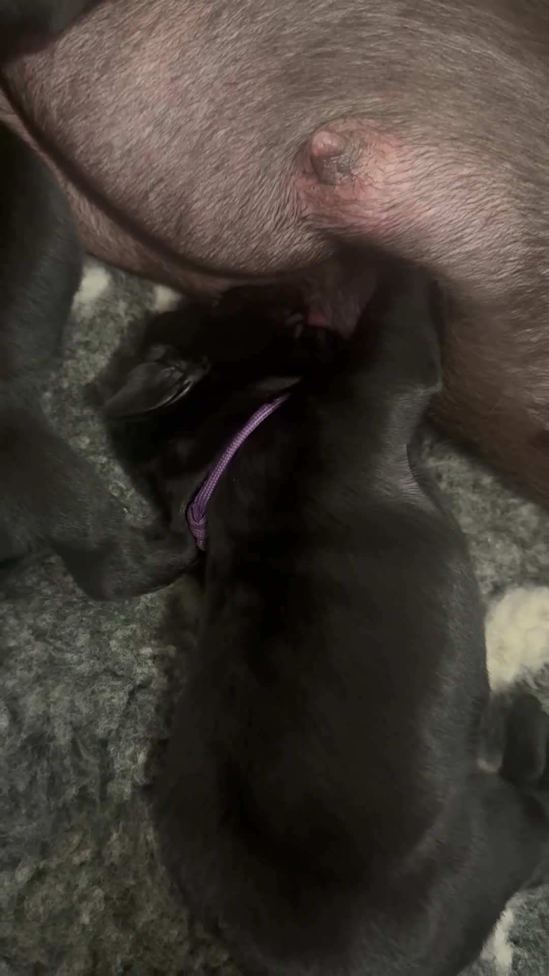 Labrador Retriever dogs for sale: LABRADOR RETRIEVER PUPPIES – HEALTH TESTED in Hull - Video 1