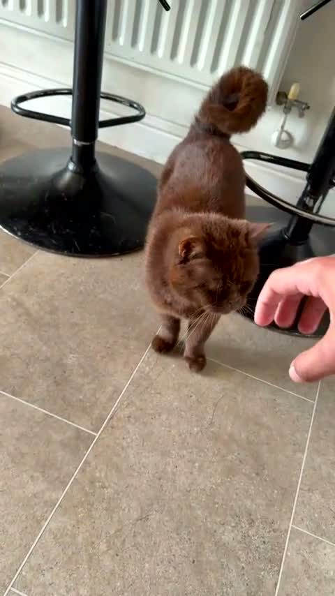 British Shorthair cats for sale: British Shorthair cat - Yogi, needs new home - Video 1