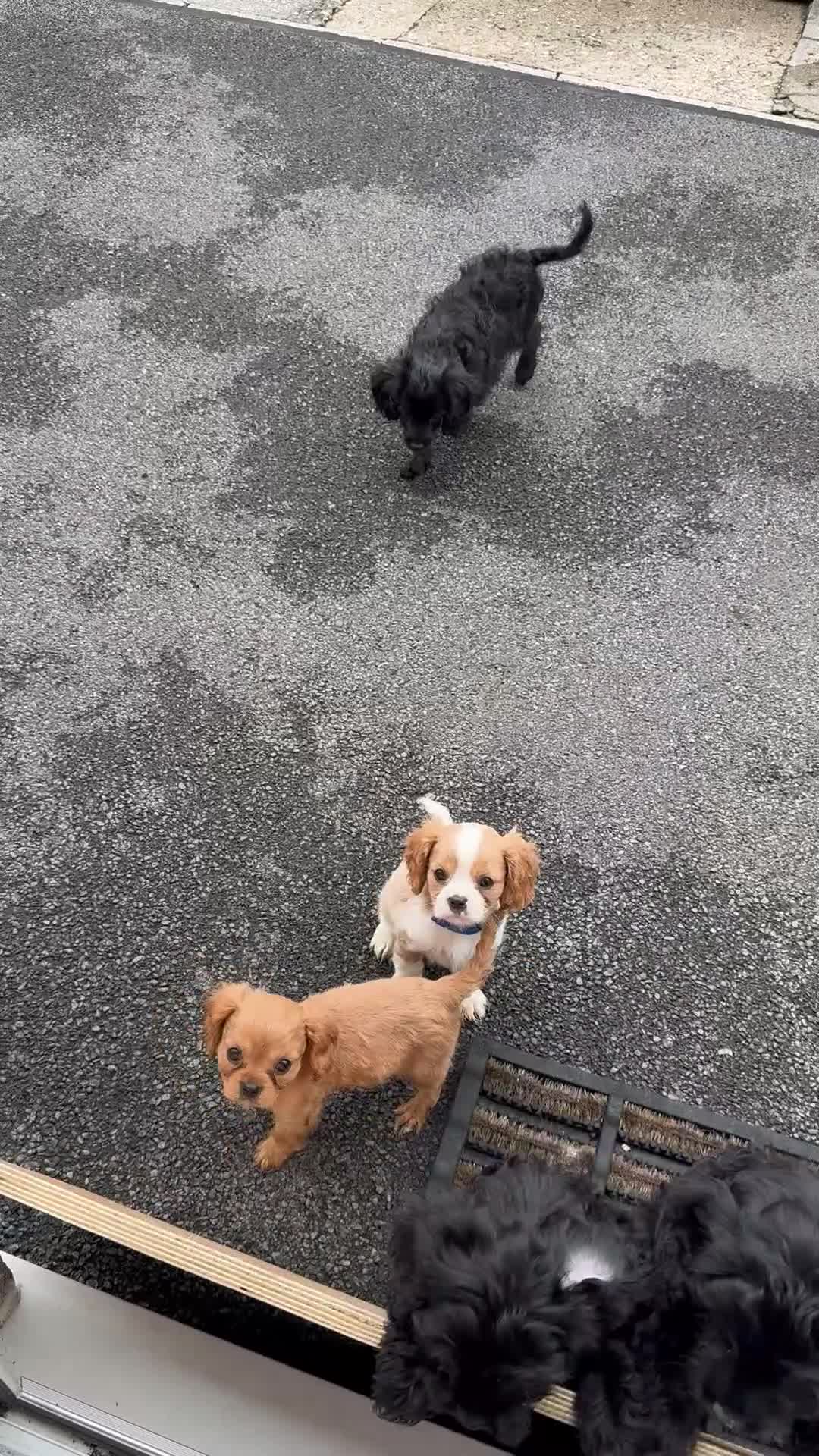 Cavalier King Charles Spaniel dogs for sale: Cavalier King Charles  - Video 2