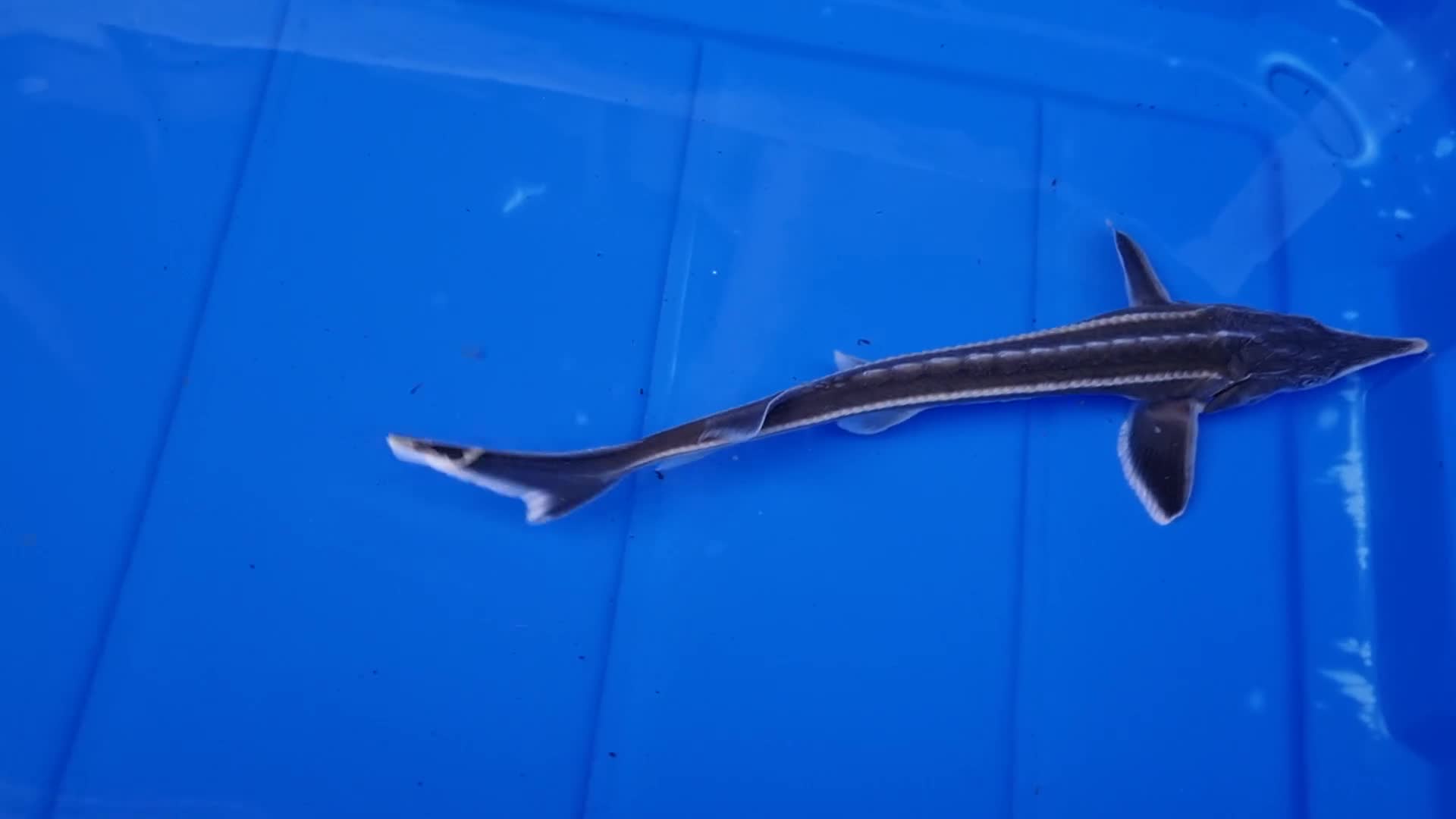 Pond Fish fish for sale: Albino & White Edge Sterlets and Diamond Sturgeon - Video 3